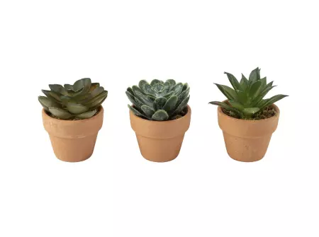 PLANTE GRASSE VERTE AVEC POT