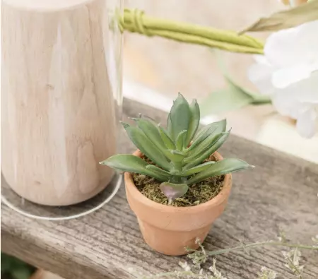 PLANTE GRASSE VERTE AVEC POT