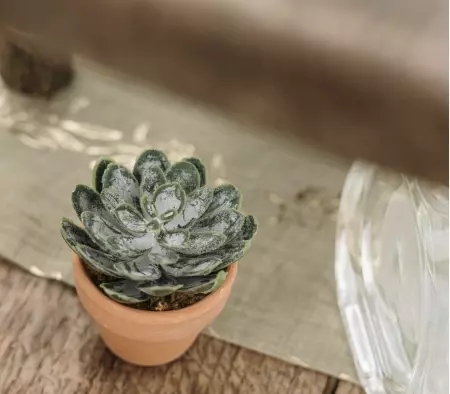 PLANTE GRASSE VERTE AVEC POT