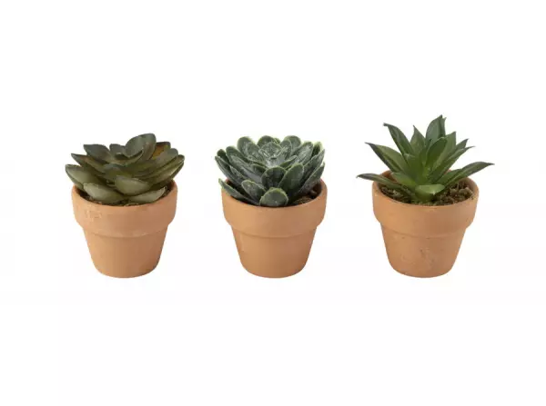 PLANTE GRASSE VERTE AVEC POT